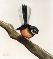 Fantail painting by Daniel Reeve