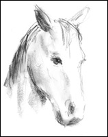 Chief, the movie horse - charcoal