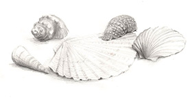 Shells (pencil)